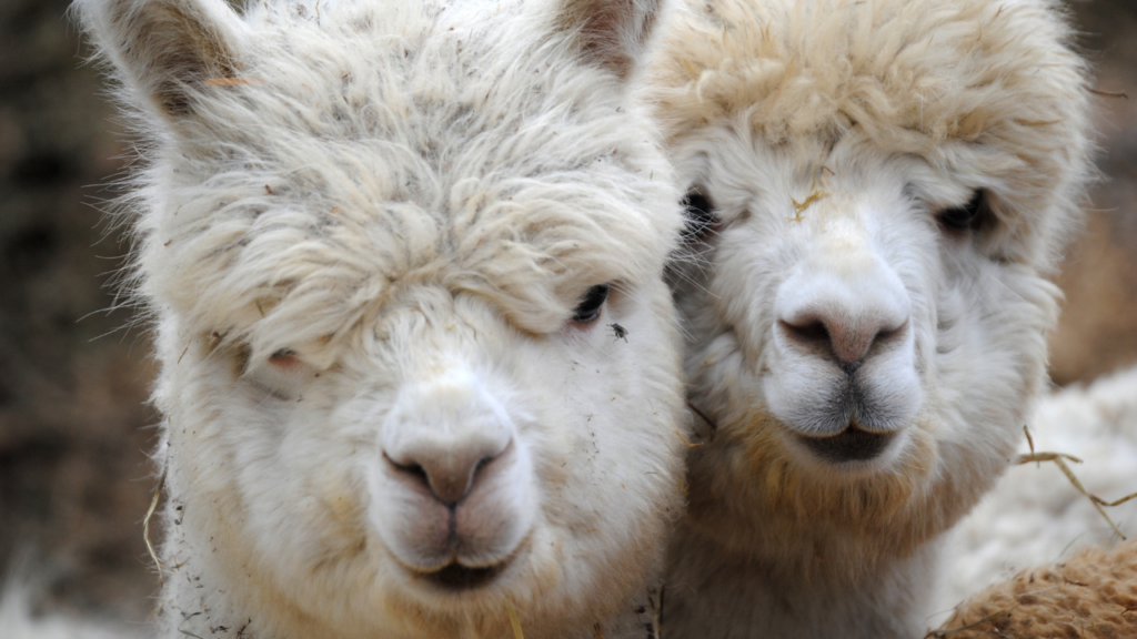 Cooperativa Agraria recibe financiamiento de Procompite para impulsar la producción de fibra de alpaca