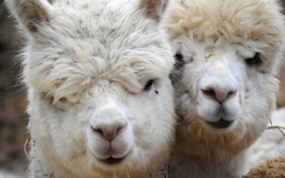 Cooperativa Agraria recibe financiamiento de Procompite para impulsar la producción de fibra de alpaca