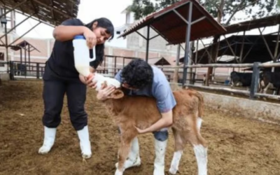 Hito Científico en Trujillo: Nace la Primera Ternera Mediante Transferencia Tecnológica