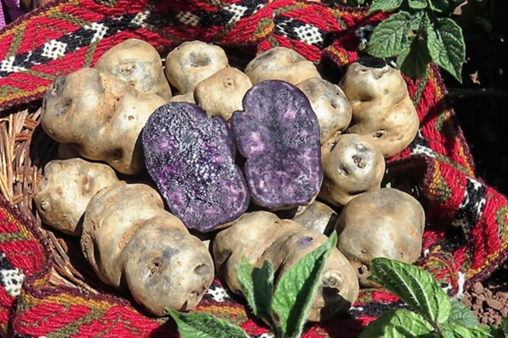 Un montón de papas nativas encima de una manta roja.