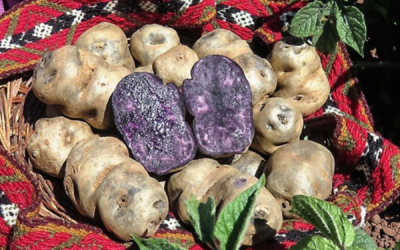 Investigadores Peruanos Revolucionan el Mercado con Bioplástico a Base de Papas Nativas