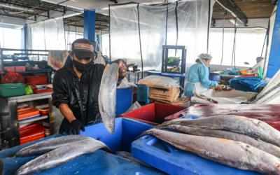 Produce establece límite máximo de captura del perico para la temporada 2024-2025