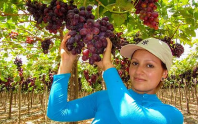 Perú Volverá a Exportar Uva de Mesa a Ecuador Después de Ocho Años