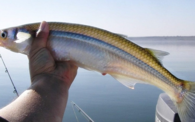PRODUCE Autoriza a IMARPE Realizar la Pesca Exploratoria del Recurso Pejerrey