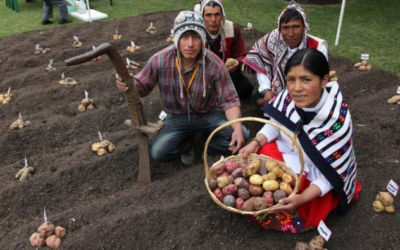 Gobierno Lanza Nuevas Variedades de Papa y Quinua de Alta Calidad Genética en Puno