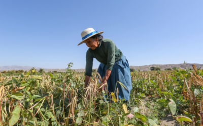 Seguro Agrícola Catastrófico en Perú: Protege tu Cultivo con una Compensación de S/ 800 por Hectárea