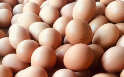 Producción de huevos en Perú alcanza récord de 503 mil toneladas al cierre de 2023