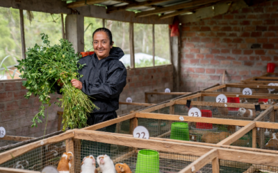 Día Nacional del Cuy: Más de 10,000 Familias Mejora su Calidad de Vida Gracias a la Crianza de Cuyes