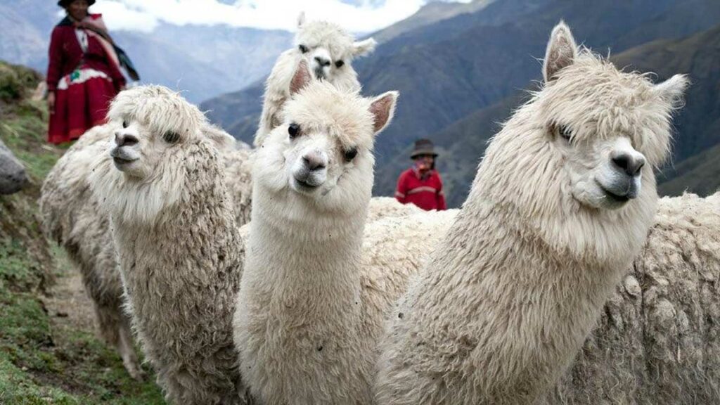 La Fibra de Alpaca: Una Oportunidad para Vestir al Mundo