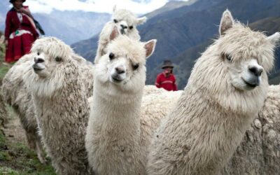 La Fibra de Alpaca: Una Oportunidad para Vestir al Mundo