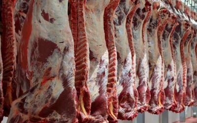 Perú exportará carne a China tras ser declarado libre de fiebre aftosa: Oportunidades económicas