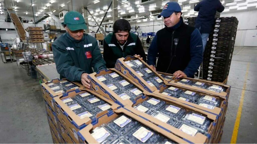 Puerto de Chancay inicia exportaciones con arándanos peruanos de alta calidad hacia Shanghái