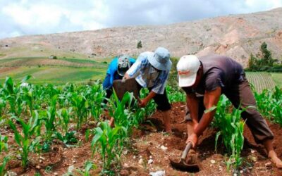 Más de S/ 3,000 Millones en Créditos para Pequeños Productores: El Plan del Gobierno Peruano