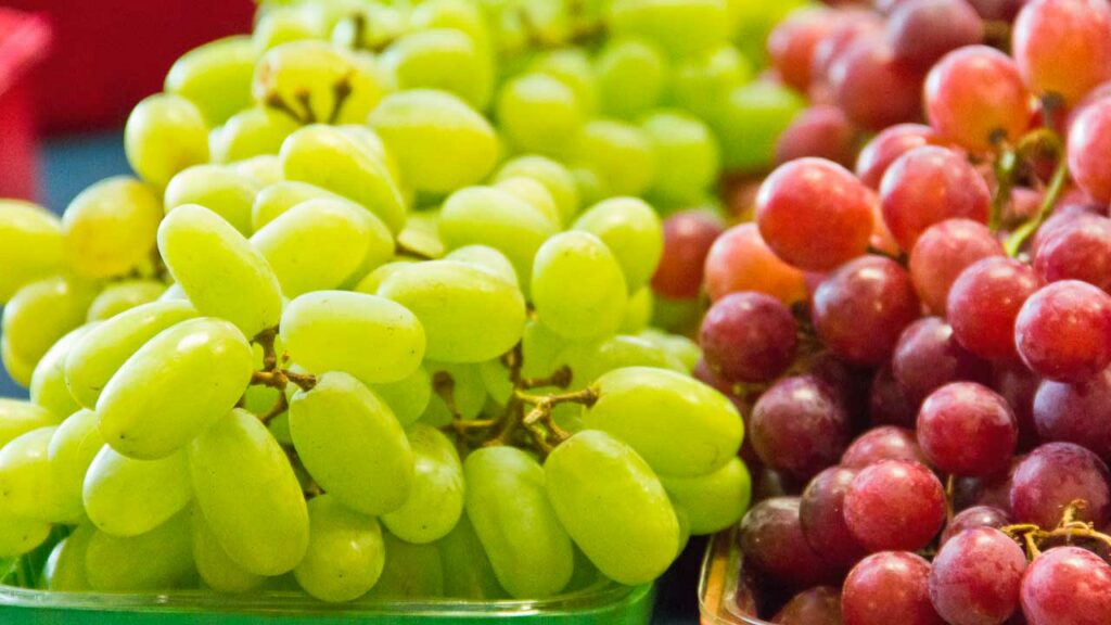Camposol y Ecosac lideran la exportación de uvas peruanas: Conoce sus competidores