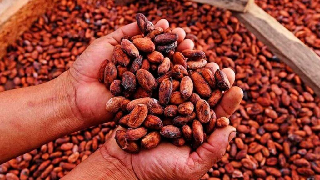Exportaciones de Cacao Superan los Mil Millones de Dólares: Destinos y Crecimiento Global