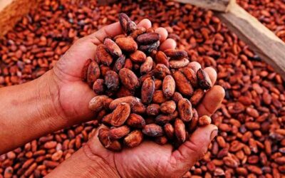 Exportaciones de Cacao Superan los Mil Millones de Dólares: Destinos y Crecimiento Global