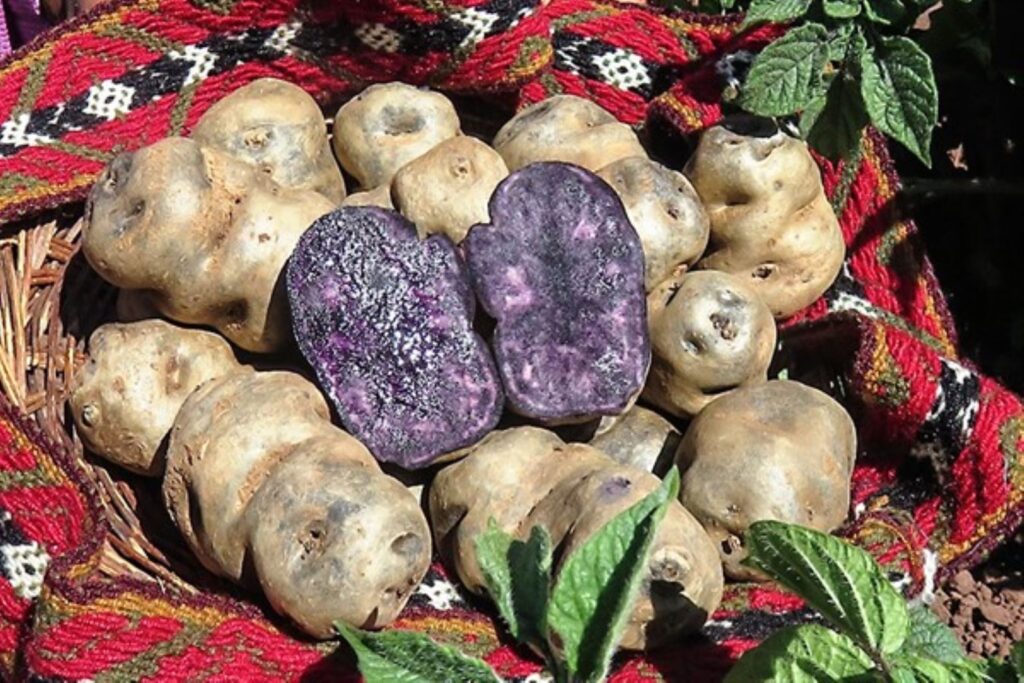 Investigadores Peruanos Revolucionan el Mercado con Bioplástico a Base de Papas Nativas