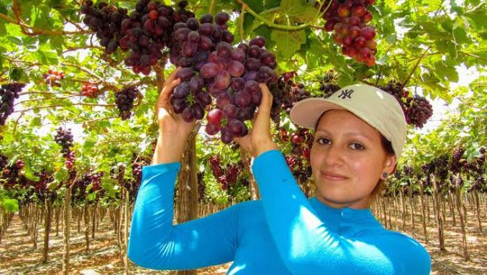 Perú Volverá a Exportar Uva de Mesa a Ecuador Después de Ocho Años