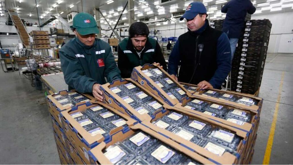 Puerto de Chancay inicia exportaciones con arándanos peruanos de alta calidad hacia Shanghái